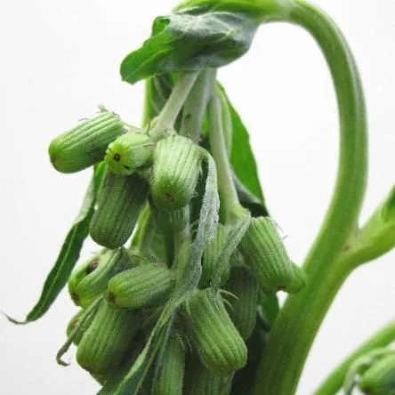 thumbnail for publication: Biology and Management of Thickhead (Crassocephalum crepidioides) in Ornamental Crop Production